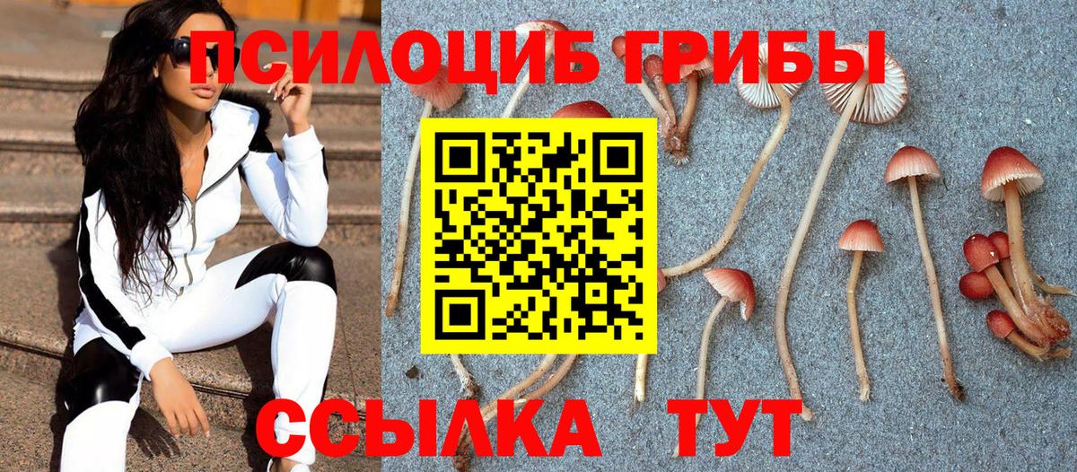 продажа наркотиков  Богородицк  Псилоцибиновые грибы Cubensis  Псилоцибиновые грибы мицелий 