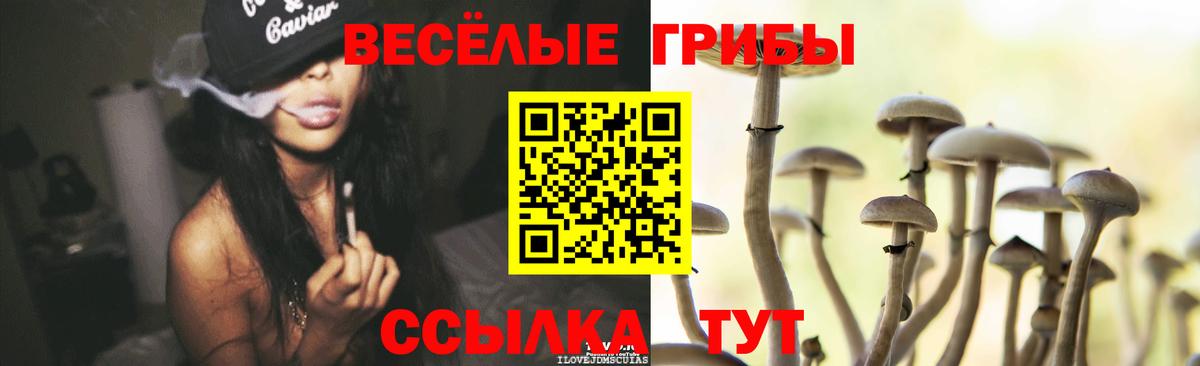 Псилоцибиновые грибы Psilocybine cubensis Богородицк